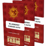 Blueberry Cheese Auto | Barney's farm
