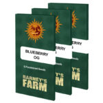 Blueberry Cheese | Barney's Farm