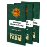 Mimosa x Orange Punch | Barney's Farm
