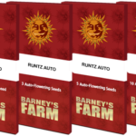 Runtz XL Auto | Barney's farm