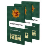 Runtz Muffin | Barney's farm