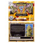 Sweet cheese XL Auto | Sweet Seeds