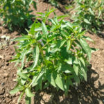 Graines de Basilic Malawi Camphor | Kokopelli