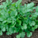 Graines de Coriandrum sativum | Kokopelli