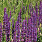 Graines de Nepeta tuberosa | Kokopelli