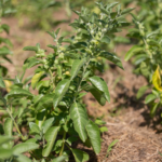 Graines de Withania Ashwagandha | Kokopelli