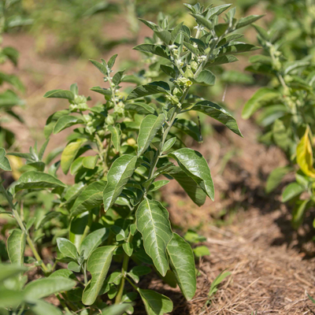 Graines de Withania Ashwagandha | Kokopelli