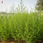 Graines de Artemisia annua | Kokopelli