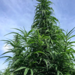 Graines de Cannabis Cbd Carmagnola | Kokopelli