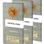 Critical Kush Regulière | Barney's Farm
