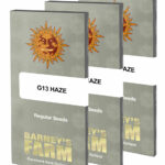 G13 Haze Regulière | Barney's Farm