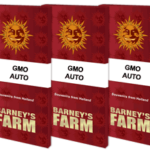 GMO Auto | Barney's Farm